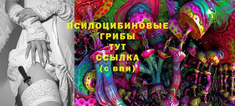 Галлюциногенные грибы Psilocybine cubensis Билибино